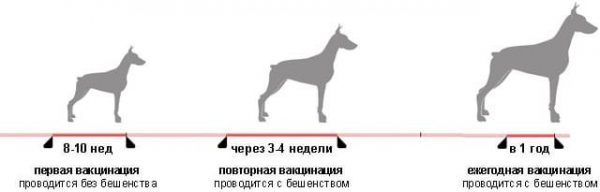 Вакцинация собак